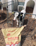 Preparat mlekozastępczy Bobo Milk Extra Instant 20kg